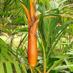 Palm Tree Plant, Live Tropical Palm Tree, Fully Rooted in 3 Gallon Pot, Ready for Outdoor Planting (Orange Palm)