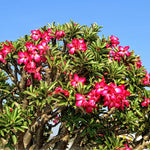 Live Desert Rose Plants, Adenium Desert Rose Bushes, 4-7 Inches Tall for Indoor or Outdoor Planting (Red)
