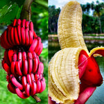 Red Banana Plant Tree Live, Cold Hardy 4-7" in Tall, No Pot, Outdoor Spring Planting, Rare and Sweet Banana Plants