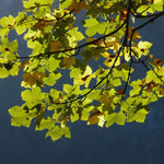 Sycamore Tree Plant Live, Quart Pot, 6 to 12 Inc Tall, Shade Tree Seedling