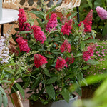 2 Butterfly Bush Live Plants, Raspberry Buddleia Shrubs, 5–9 Inch Tall, Fragrant Flowering Shrubs, No Pot