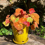 2 Live Begonia Angel Wing Maculata Set, Size 5-9 Inch Tall, Assorted Polka Dot Begonia Plants, Indoor Outdoor Decorative Houseplants (Begonia Autumn)