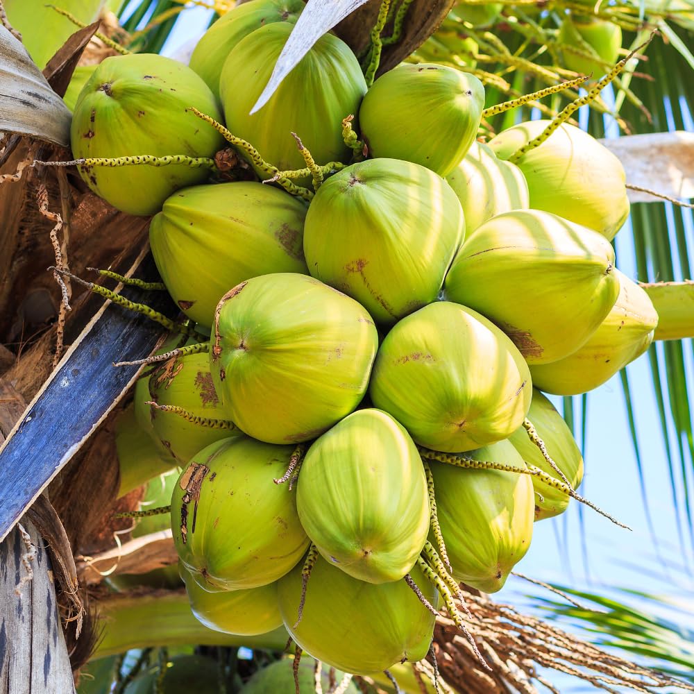 Dwarf Coconut Tree Live Plants, Well Rooted from 2 to 3 Feet Tall, Green and Yellow Coconut Plant, Tropical Fruit for Indoor Outdoor Planting