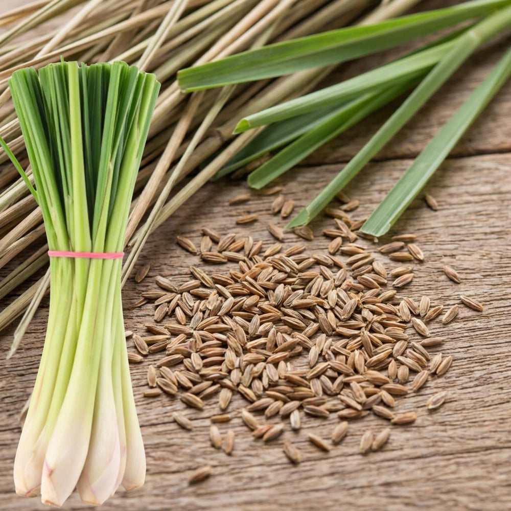 800 Lemongrass Seeds for Outside, Lemon Grass Seed for Planting, Perennial Seed, Ready to Grow Herb Garden