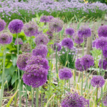 6 Allium Bulbs for Planting, Allium Gladiator Bulbs, Purple Blooming Onion Flowering Perennial for Spring and Summer Garden