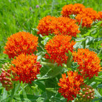 2 Mix Milkweed Plants Live, 5-8 Inch Tall, Butterfly Milkweed Asclepias Tuberosa Plant for Perennial Flower