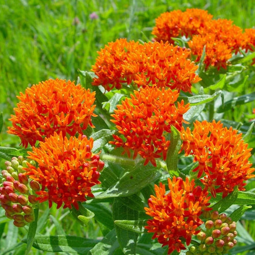 2 Orange Milkweed Plants Live, 5-8 Inch Tall, Butterfly Milkweed Asclepias Tuberosa Plant for Perennial Flower