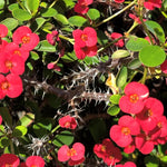 2 Euphorbia Milii Red Crown of Thorns Plant Live, Cold Hardy Succulent Houseplant 4-7" Tall with Constant Blooms