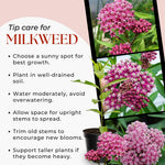 Pack 2 Milkweed Live Plants, Butterfly Milkweed Shrub, Asclepias Tuberosa Plants 4-8 Inches (Pink)