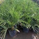 Live Palm Tree Plant in 3 Gallon Pot, No CA, Large Fully Rooted Size, Ready to Plant for Home Décor Indoor Outdoor Landscape, Rare Palm Trees, Seashore Palm