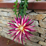 Fishbone Cactus Live Plant, Trailing Indoor Succulent in 4 Inch Pot, Pink Epiphyllum Flower Cactus 4-7 Inches, Easy Care, Home Decoration
