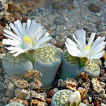 Multicolor Lithops Live Plants, Set 20 Lithops Succulents Plants Live, Mix Lithops Living Stones Rocks, Assorted Lithops Seedlings for Growing
