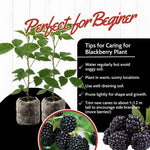 2 BlackBerry Plants Live for Planting, 4 to 8 Inch Height, BlackBerry Bush Live Plant, Sweet Blackberries Fruit Seedlings (Von BlackBerry)