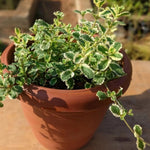 Set of 2 Pineapple Mint Plants Live 4-6 Inches, Perennial Mint Plants, Fragrant Herbs for Growing Outdoor Indoor