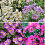 2 Mix Aster Plants Live for Planting, 3 to 6 Inch Assorted Asters Perennial Live Plants, No Pot