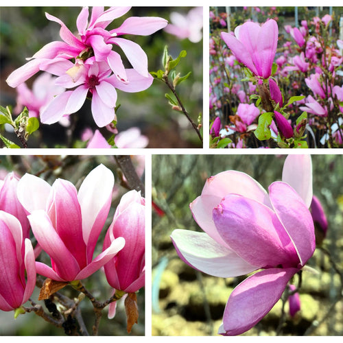 2 Magnolia Tree Cuttings, Hardy Fragrant Magnolia Flowering Tree, Well Rooted Cuttings 8–12 Inches for Outdoor Garden (Jane Magnolia Cuttings)