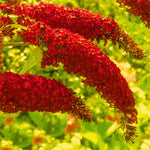 Butterfly Bush Plant Live, Perennial Buddleia Bushes Ready to Grow Outdoor 4-8 Inches (Red Buddleia)