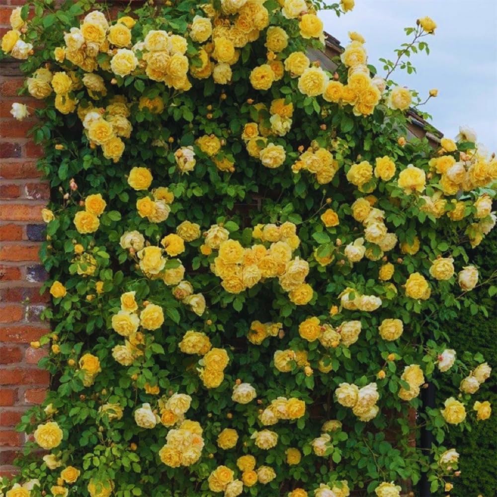 Roses Live Plant, Climbing Rose Plant Live from 5'' Tall, Bush Shrub Plants, Fragrant Flower Garden (Yellow)