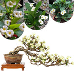 2 Euphorbia Milii White Crown of Thorns Plant Live, Cold Hardy Succulent Houseplant 4-7" Tall with Constant Blooms
