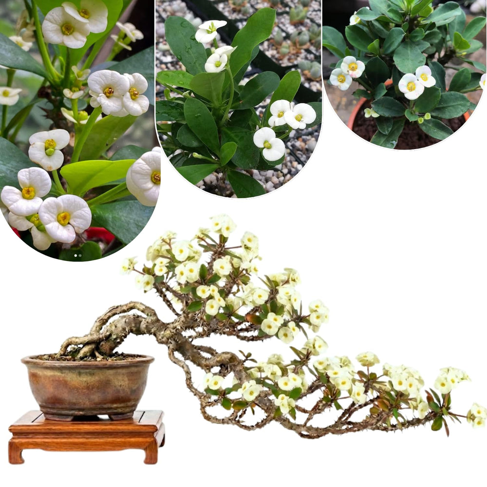 2 Euphorbia Milii White Crown of Thorns Plant Live, Cold Hardy Succulent Houseplant 4-7" Tall with Constant Blooms
