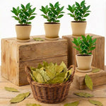 Bay Leaf Trees Live Plants, Laurus Nobilis Trees Live Plants, Sweet Bay Plant Live, Fragrant Bayleaf Tree, Laurel Bay Leaves Bare Root, 5-9" Well-Rooted Plant Live