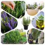 Live Rosemary Plant, Rosemary Herb, Perennial Herb Plant, 4 Inch Pot for Planting