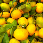 Grafted Golden Mandarin Plant Live, Tangerine Plant, Cold-Hardy Citrus Tree, 2-3 Feet Tall in Gallon Pot, Edible Sweet Fruit Tree for Garden
