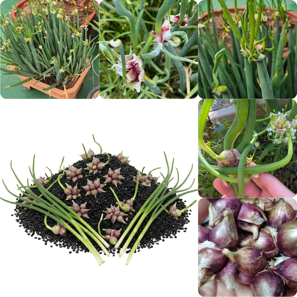 Pack of 100 Walking Onion Seeds, Cold Hardy Egyptian Walking Onion Plant Seeds for Planting, Not Bulbs or Bulbils, Heirloom Perennial Onion Vegetable Garden Seeds