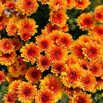 Chrysanthemum Plants Live 4 to 7 Inch Tall, Mum Live Plants, Vibrant Perennial Mums Plants for Planting in Garden (Deep Orange)
