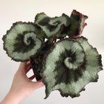 Begonia Plant Live, Colorful Begonia Plants 4-8 Inches, Decorative Houseplant for Indoor Outdoor Gardens and Containers (Silver Foliage)