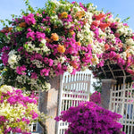 2 Mix Bougainvillea Plants Live, Flowering Bougainvillea Vine 4-8 Inc Height, Climbing Plant for Outdoor Garden and Trellis