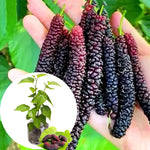 Mulberry Tree Live Plant 5 to 8 Inch Height, Everbearing Mulberry Bush Live Plant to Grow, Mulberry Plant Live (Pakistan Mulberry)