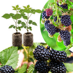 Pack 2 Thornless BlackBerry Plants Live, 4-8 Inch Tall, BlackBerry Bush Live Plant, Sweet Blackberries Fruit Indoor Outdoor (Osage BlackBerry)