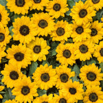 2 Starter Sunflower Live Plants for Planting, Very Fast-Growing for Year Round Blooming, 3-5 Inches in Tall