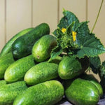 2 Green Cucumber Plants Live, Fast Growing Cucumber Vegetable Garden Plants, 5 to 9'' Tall