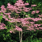 Set 2 Pink Dogwood Trees for Planting Outdoors, 6 to 12 Inc Tall in 2.5" Pot, Pink Flowering Dogwood Trees Live Plants, Pink Dogwood Tree Plants