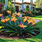 Set 4 Orange Bird of Paradise Plants Live, 4-8 Inch Tall Tropical Plants for Indoor Outdoor Growing