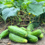 2 Cucumber Plants Live Outdoor, 4-7'' Long, Vine Vegetable Starter Plant
