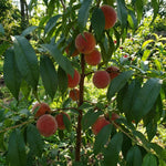 Ruby Peach Tree Live Plant, Tropical Fruit Tree, 1-2 Ft Tall