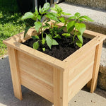 Set 2 Pepper Plants Live for Planting, Pepper Plant, 4-6 Inc Tall, Live Vegetable Plants for Indoor Outdoor Growing (Variegated Chocolate Cherry Peppers)