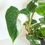 Philodendron Plant Prince of White Live Plant - 4-9" Tall - Houseplant Ornaments Perennials Garden Growing Planting Can Grow Well Pots Gift
