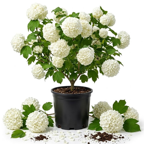 White Viburnum Shrub, Outdoor Landscape Shrub, 6-12 Inch Tall