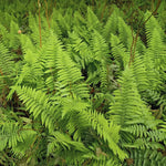 Pack of 20 Fern Bare Roots, Live Lady Fern Plants, 3 to 6 Inches Long, Fern Tree Live Plant for Garden, Fern Live Plants Outdoor Indoor, Live Fern Plants