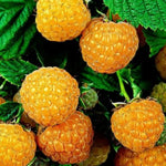 High Yield Raspberry Plants Live for Outdoor Planting, Size 5-9" in Tall, No Pot, Dormant in Winter, Cold Hardy (Fall Gold)
