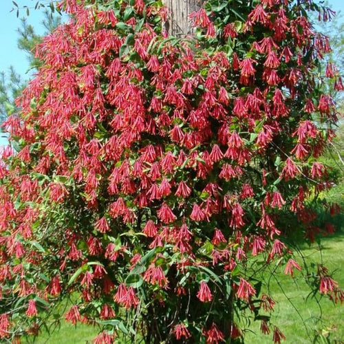 2 Honeysuckle Plants Live for Planting, Fragrant Honeysuckle Vine Live Plants, 5-9" Tall, Hardy Perennial Climbing Vine