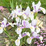 Pack 2 African Iris Plants Live for Outdoor Garden, Full Rooted from 4-6 Inches Tall, African Iris Flower Shrub, Easy Care for Summer Blooms