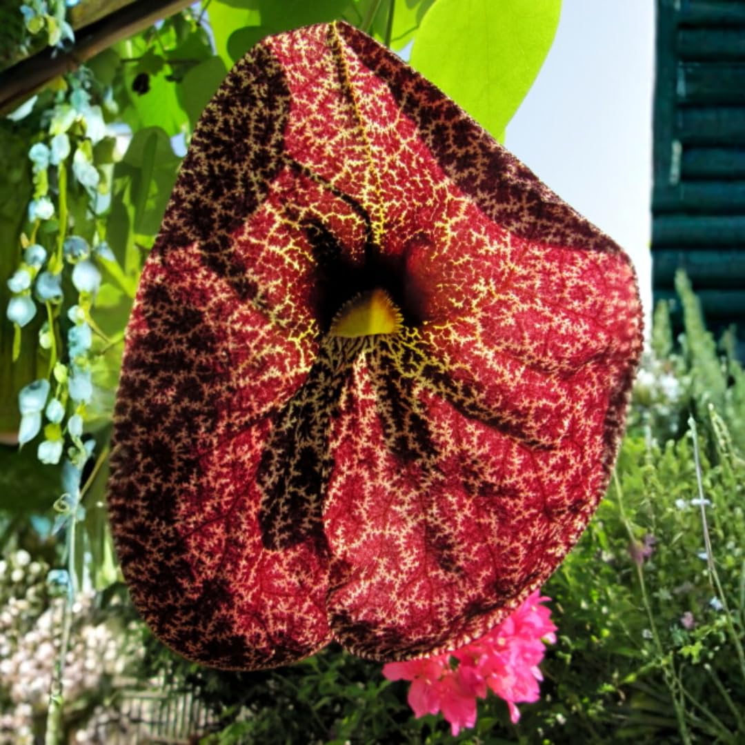 2 Dutchman's Pipe Vine Giant Live Tropical Plants, 6-12" in Tall, Dormant and Bare Root in Winter, Fast Growing