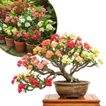 2 Euphorbia Milii Mixed Crown of Thorns Plant Live, Cold Hardy Succulent Houseplant 4-7" Tall with Constant Blooms