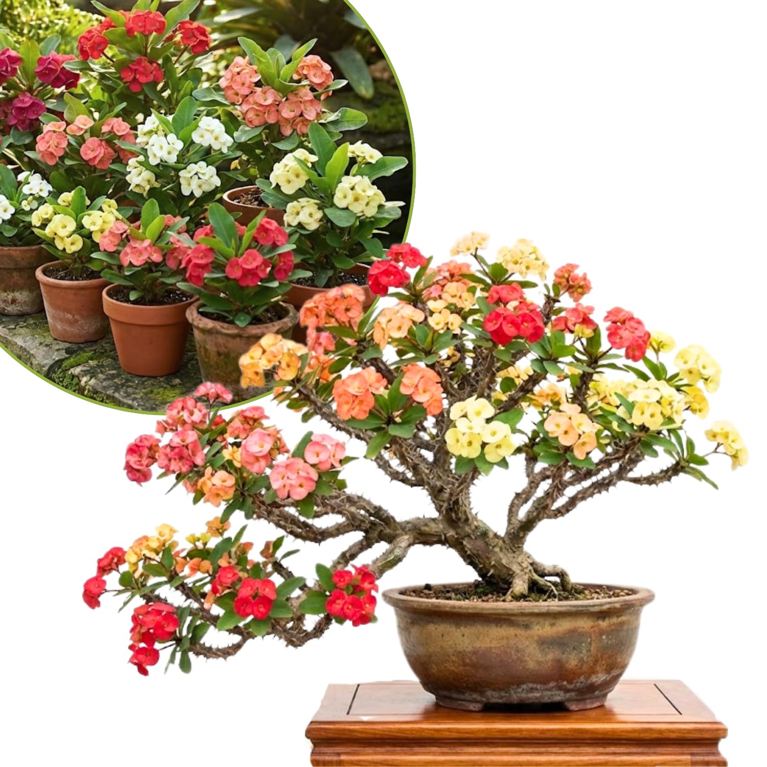2 Euphorbia Milii Mixed Crown of Thorns Plant Live, Cold Hardy Succulent Houseplant 4-7" Tall with Constant Blooms