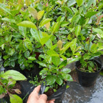 Red Cherry Guava Tree Plant Live, 9 Months Old Tree in 4" Pot, Red Strawberry Guava Fruit 6-12 Inch, Well-Rooted, Ornamental Plants, No CA